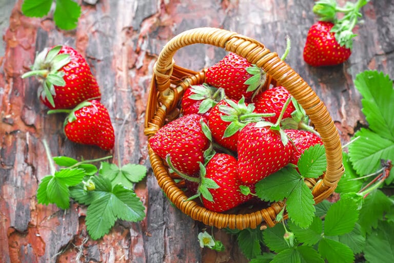 berries and dementia prevention