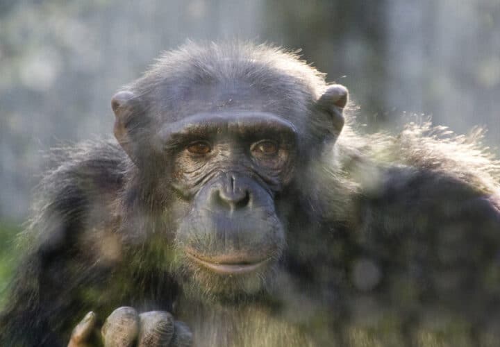 chimpanzee-close-up