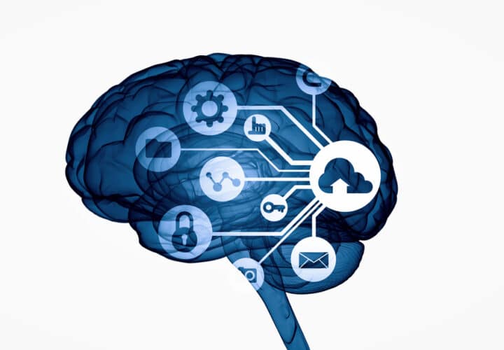 Digital human brain