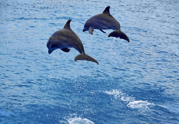 Dolphins jumping