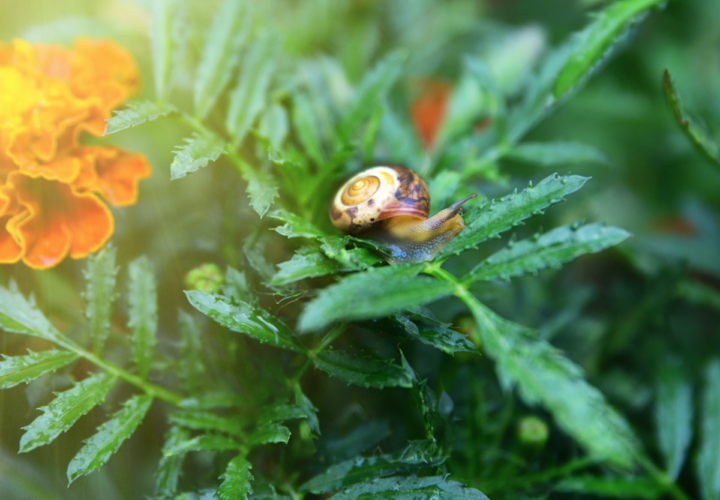 snail marigold memory