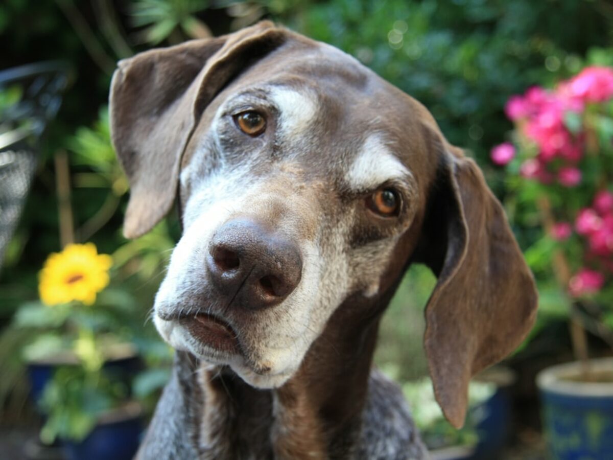 Therapy dogs for deals alzheimer's patients