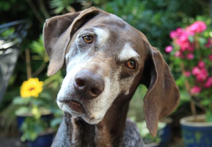 dementia-service-dogs