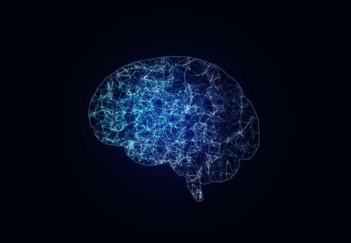 Digital human brain