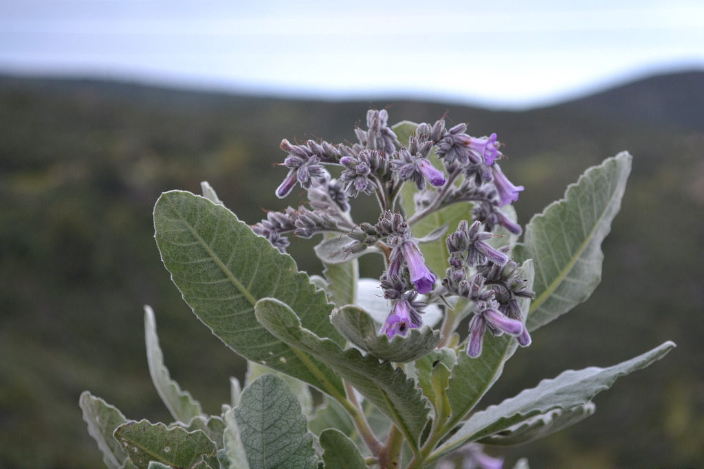 yerba-santa