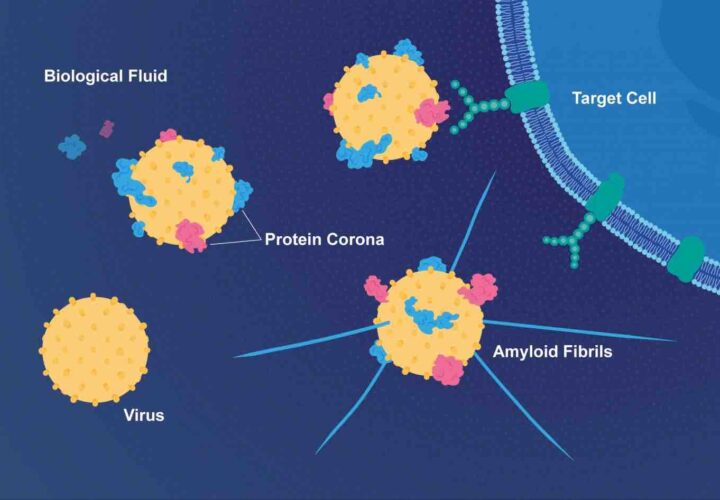 How herpes virus interacts with amyloid proteins to cause Alzheimer's