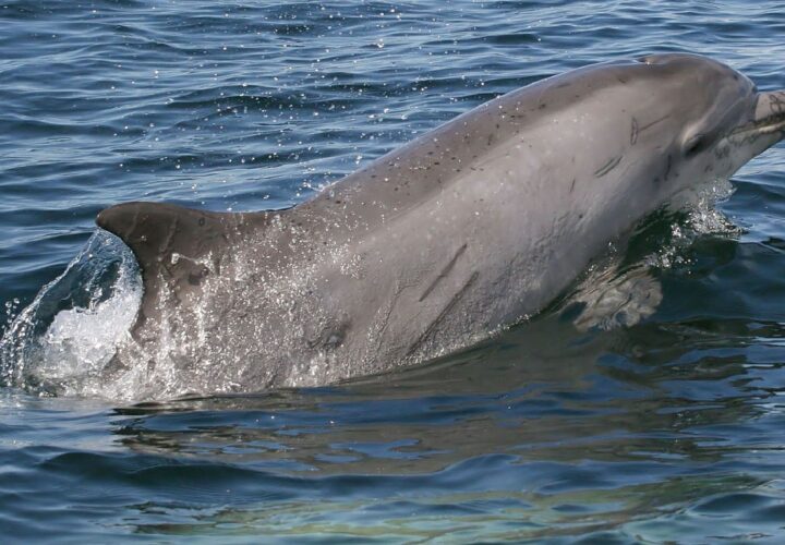 dolphin3