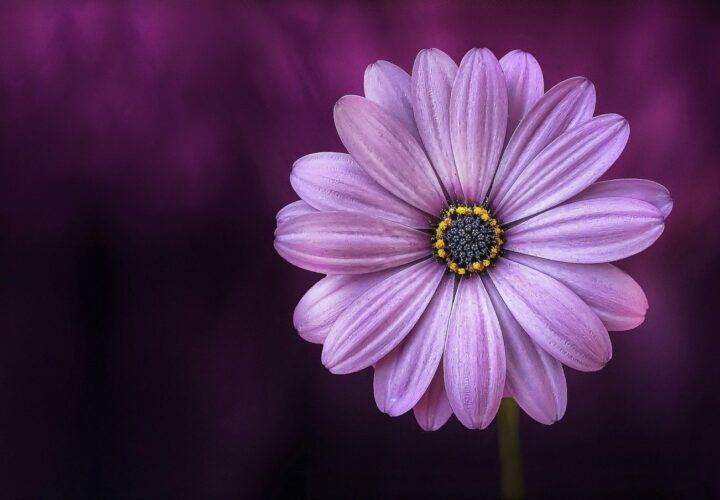 Living Life Fully With Alzheimer’s