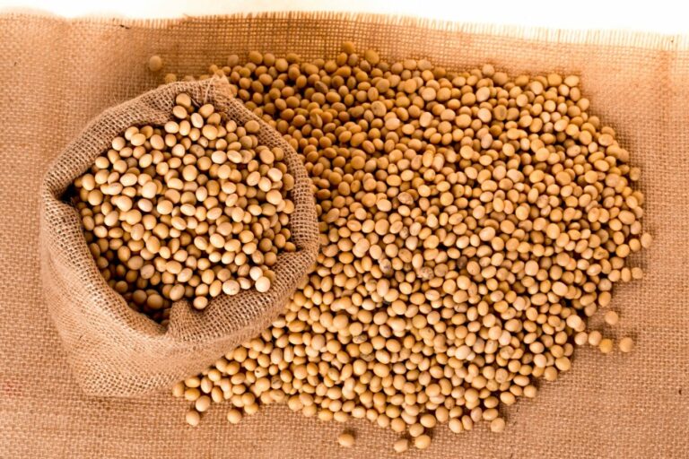 soybean oil brain