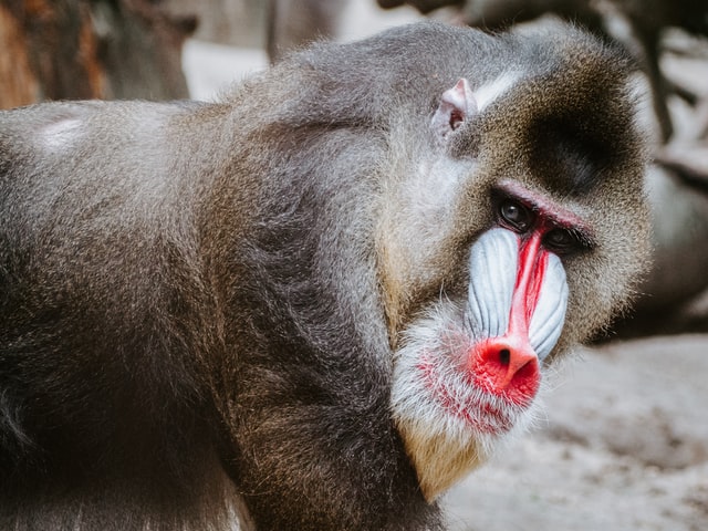 baboon testing for alzheimer's