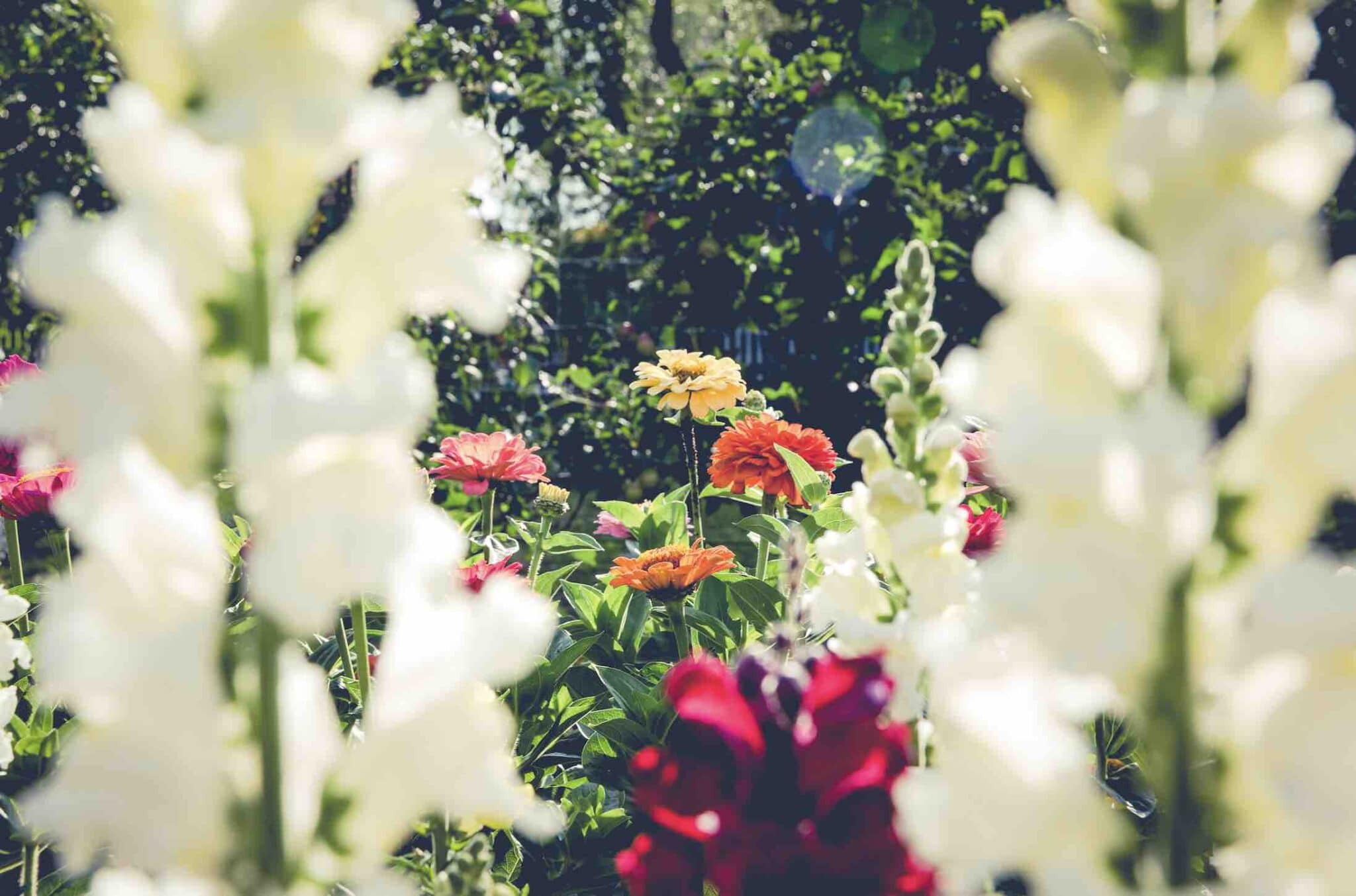 Rooting For Brain Health Horticultural Therapy For Dementia Being Rooting For Brain Health Horticultural Therapy For Dementia Being