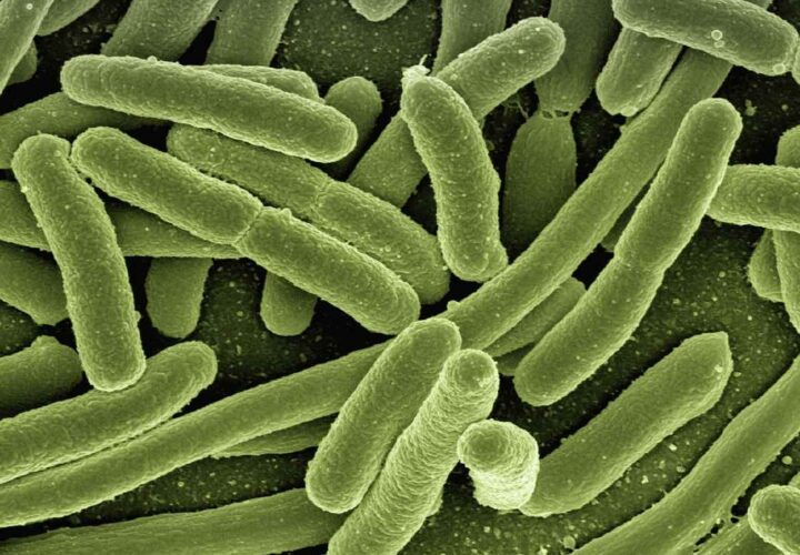 microbiome aging, microscopic organisms