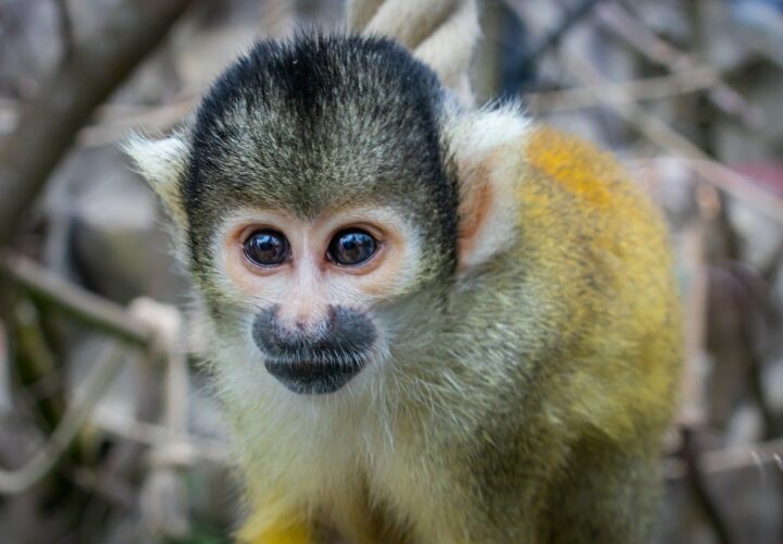 Researchers found that an experimental drug safely reduced Alzheimer’s pathology and improved the cognition in elderly squirrel monkeys.