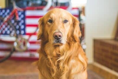 dog dementia cure tested in humans
