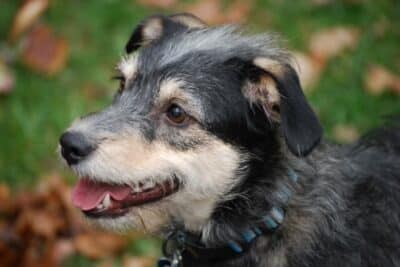 dog dementia phil gutis
