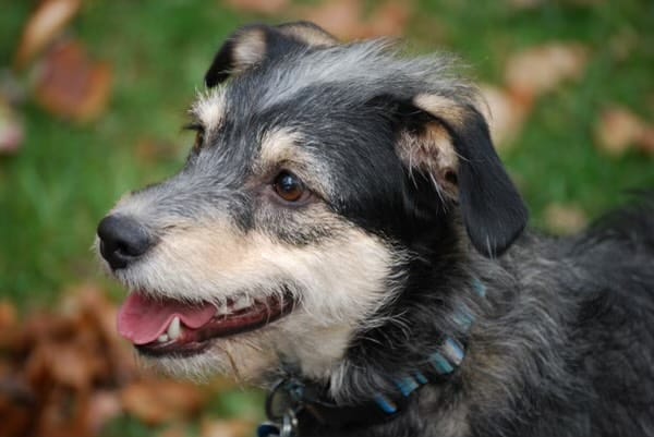 dog dementia phil gutis