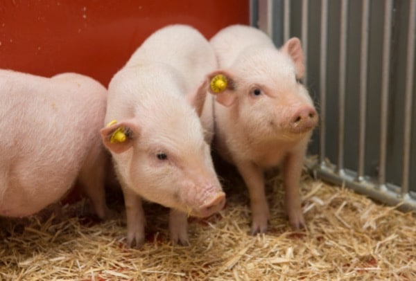 Ellegaard Gottingen alzheimers research crispr minipigs