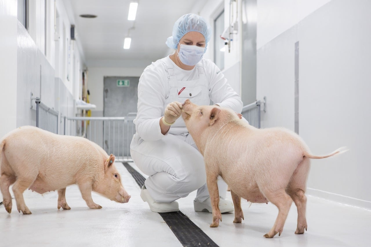 alzheimers pigs research genetics