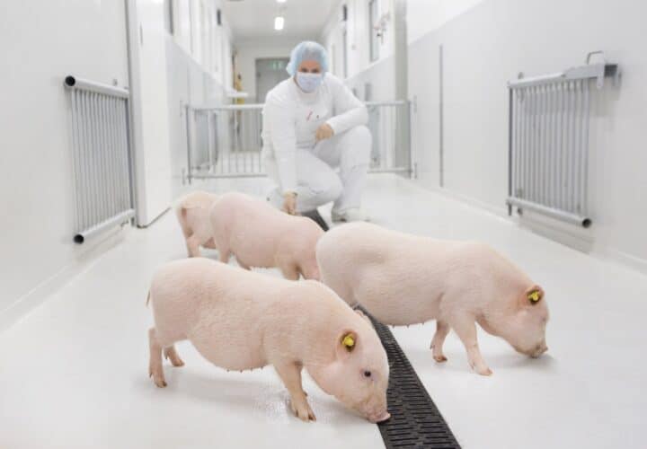 Ellegaard Gottingen alzheimers research crispr minipigs